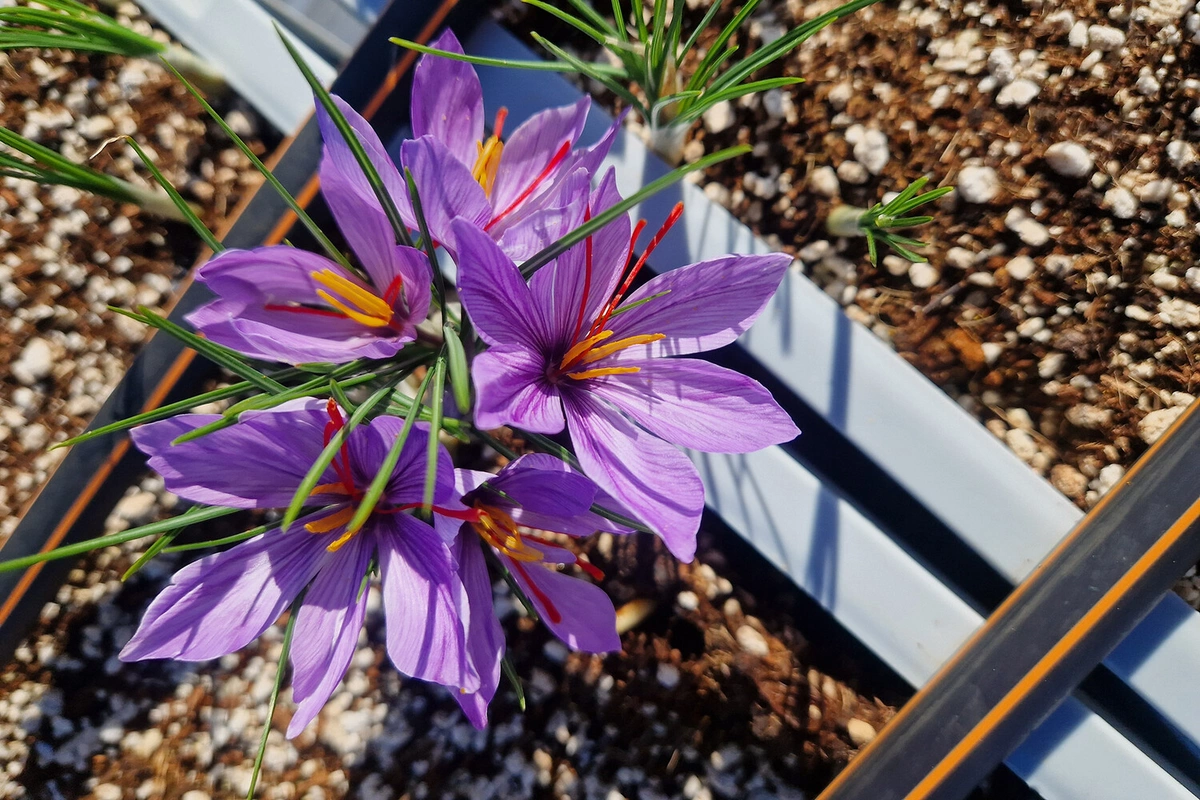 Natural Effective Remedy for Improving Potency Named