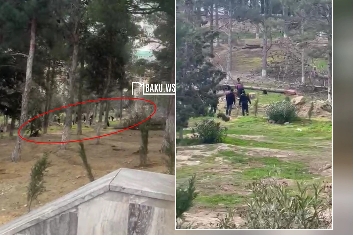 Sumqayıtda Göyərçin abidəsinin ətrafındakı ağaclar kəsilir - DİN-dən AÇIQLAMA