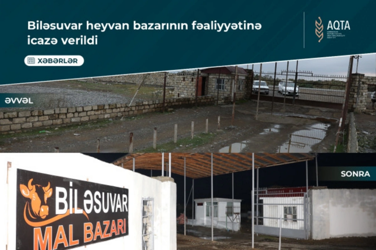 Biləsuvarda heyvan bazarı yenidən fəaliyyətə başlayıb