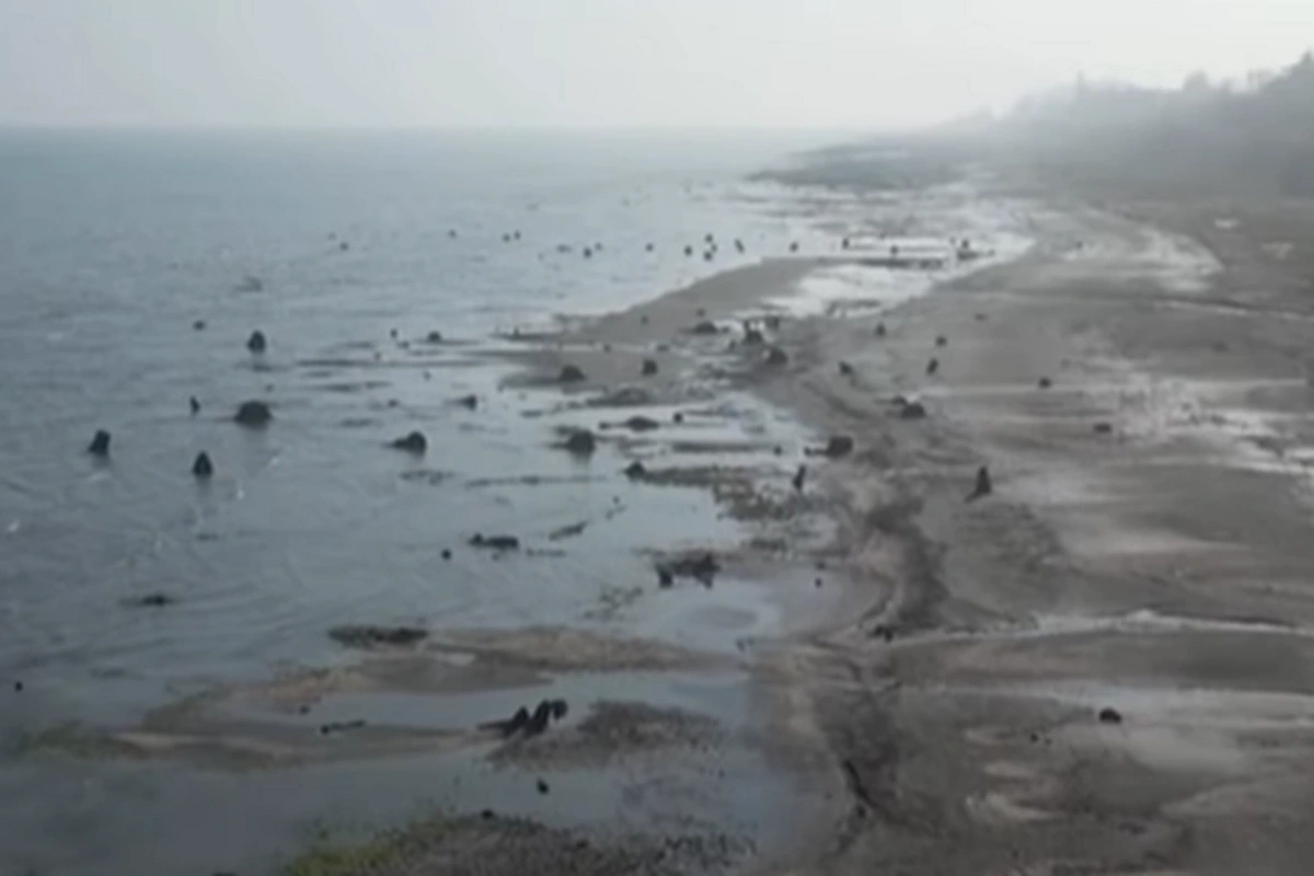 Xəzər çəkildikcə MİSTİK TAPINTILAR çoxalır: Qədim meşənin qalıqları aşkar edilib