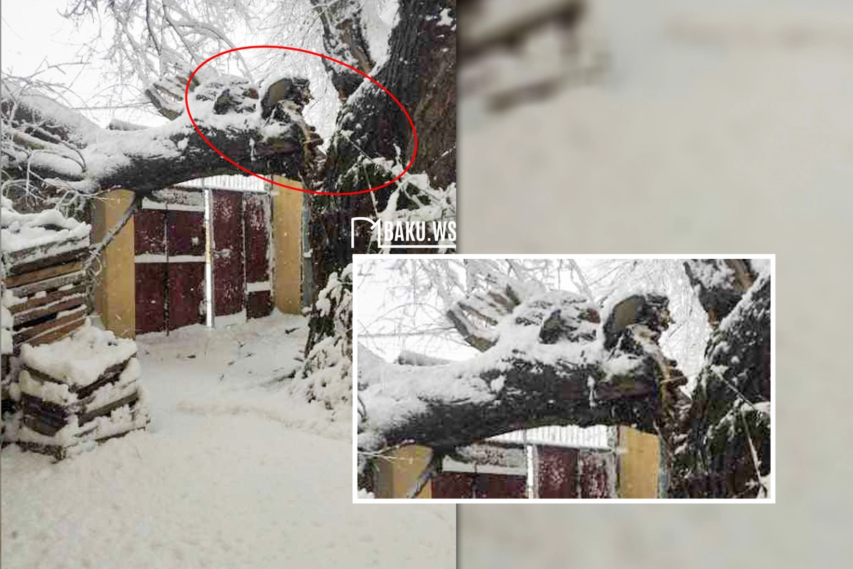 Güclü qar ağacı evin qapısına aşırdı - Sakinlər çətin vəziyyətdə qaldı