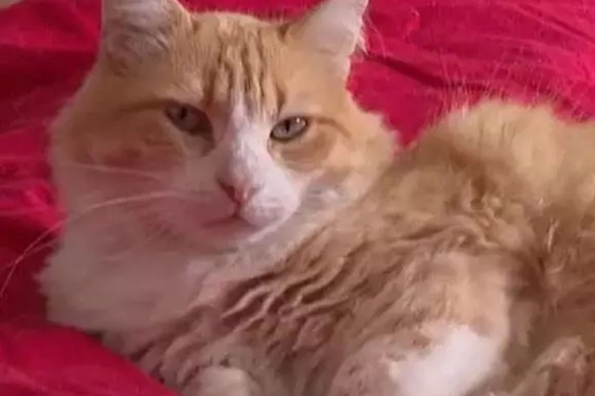 Dünyada BİR İLK! Pişiyin məhkəməsi oldu - Ona cəza verildi