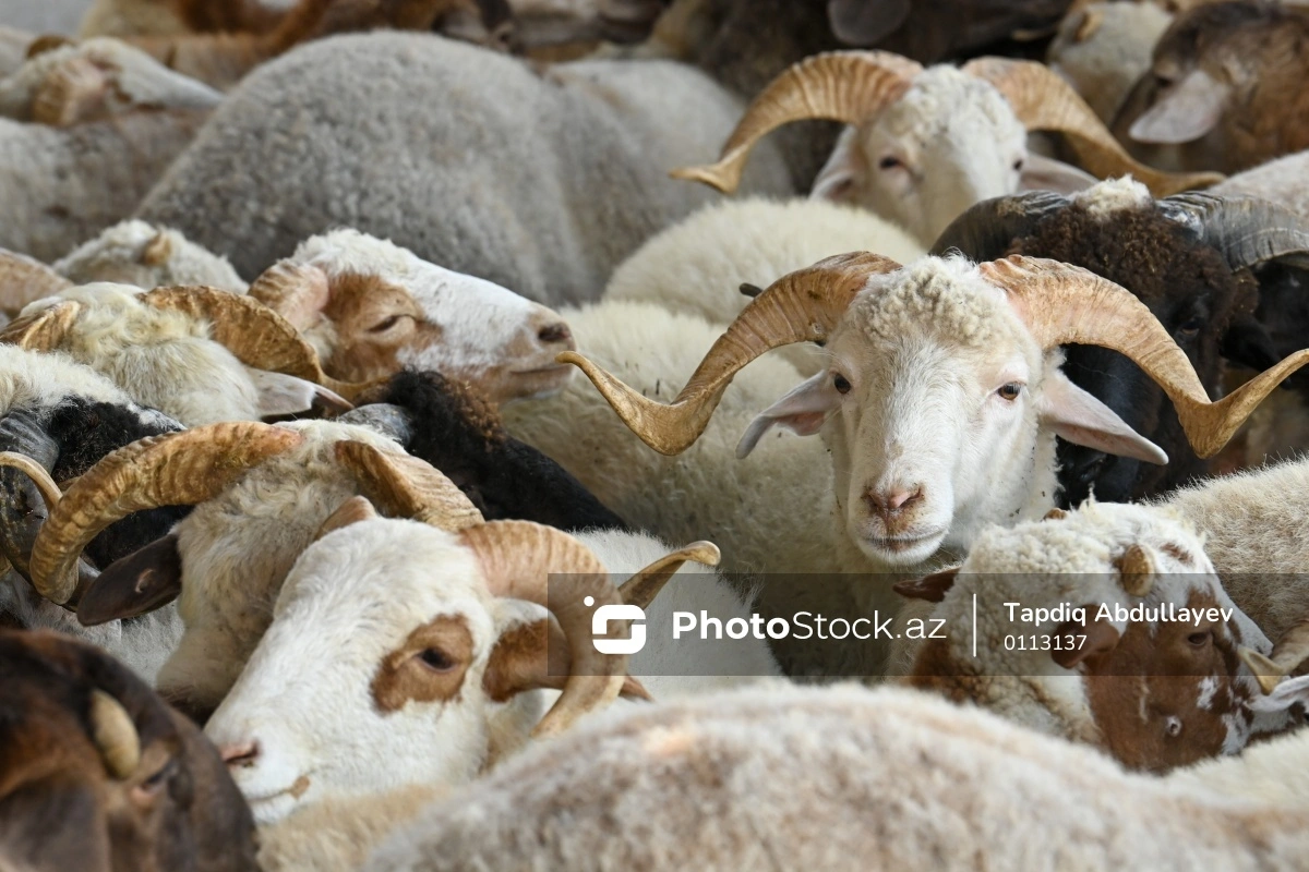 На рынке мяса наблюдается оживление: как это отразилось на ценах?