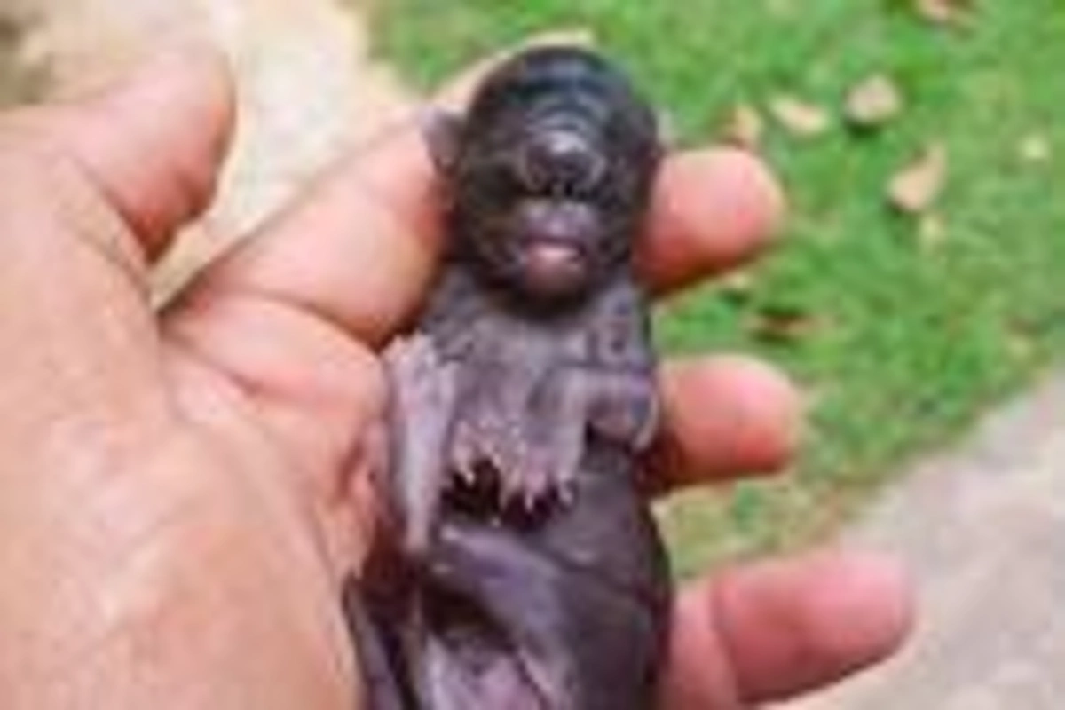 В Бразилии родился одноглазый котенок