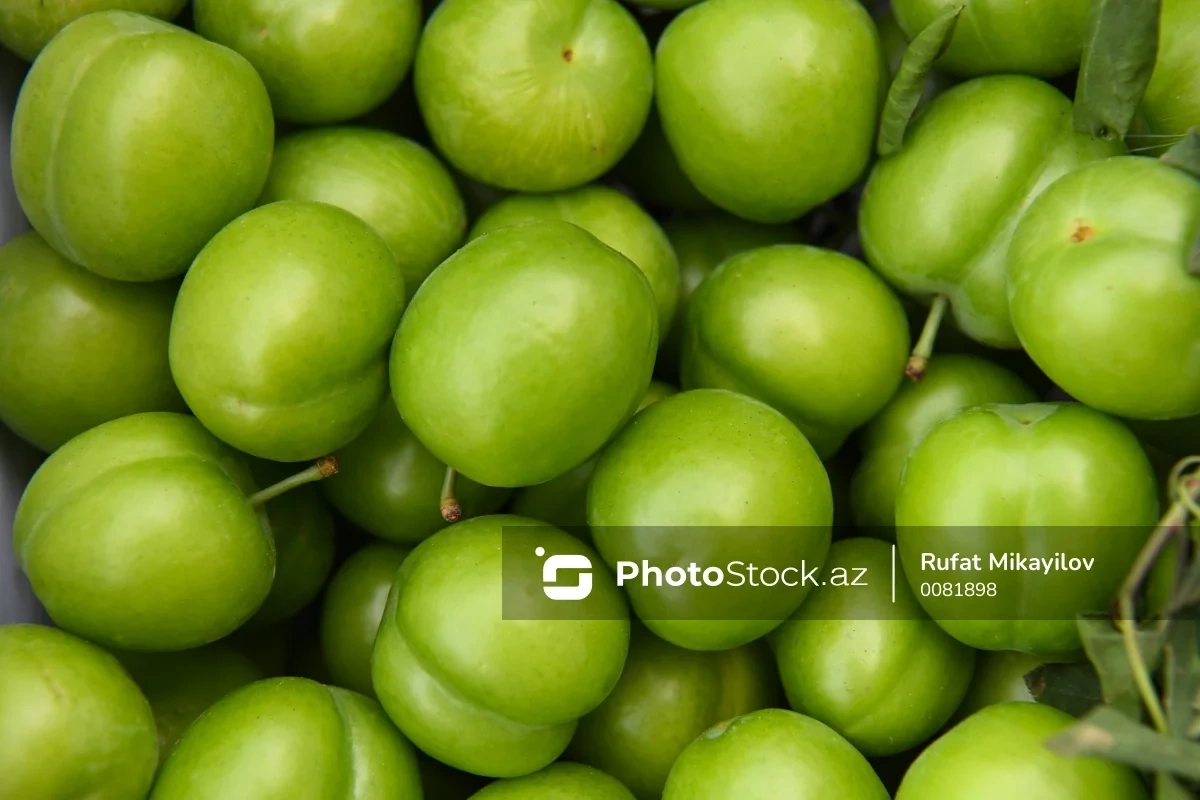 Azərbaycanda alça bağlarında DƏHŞƏTLİ xəstəlik yayıldı