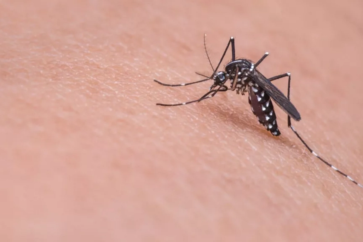 Mosquito-borne diseases are becoming an increasingly serious problem in Europe Mosquito-borne diseases are becoming an increasingly serious problem in Europe