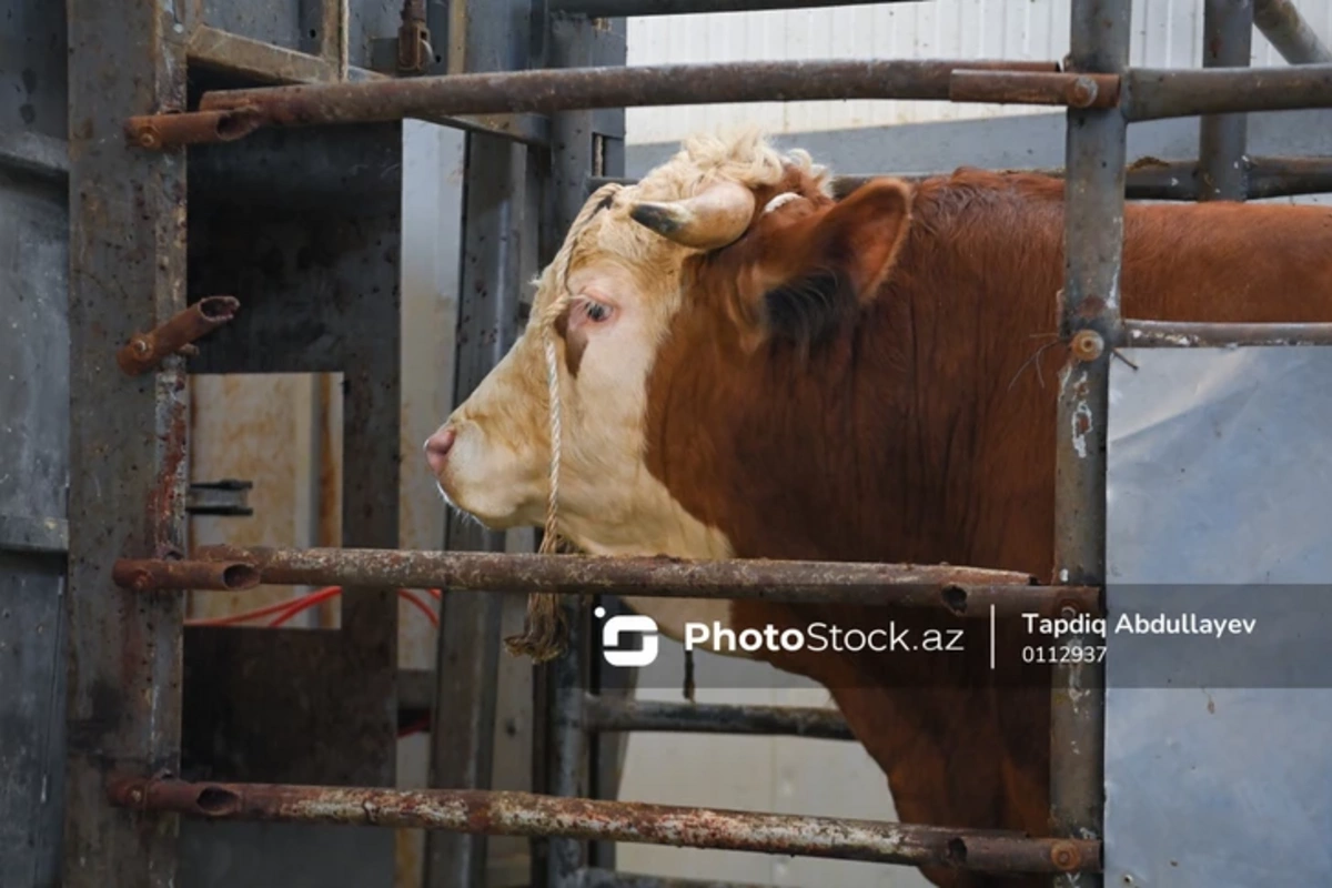 Бардинский животноводческий рынок начал работу с новыми условиями для торговцев