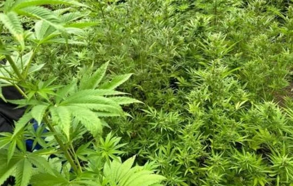 Yabanı halda bitmiş 1,3 tona yaxın çətənə kolu məhv edilib