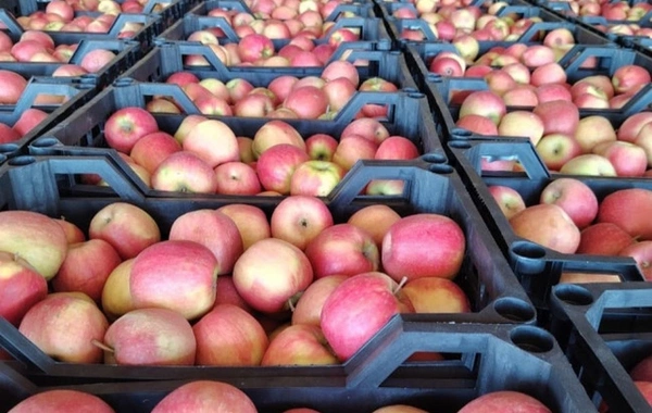 В партии яблок для экспорта в Турцию обнаружено превышение пестицидов В партии яблок для экспорта в Турцию обнаружено превышение пестицидов