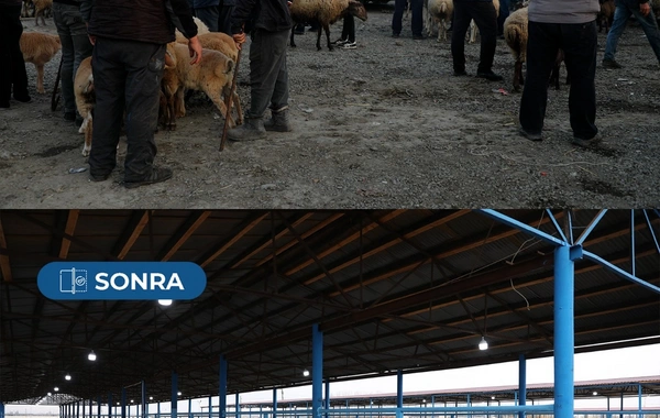 Bərdə heyvan satışı bazarı yenidən fəaliyyətə başlayıb