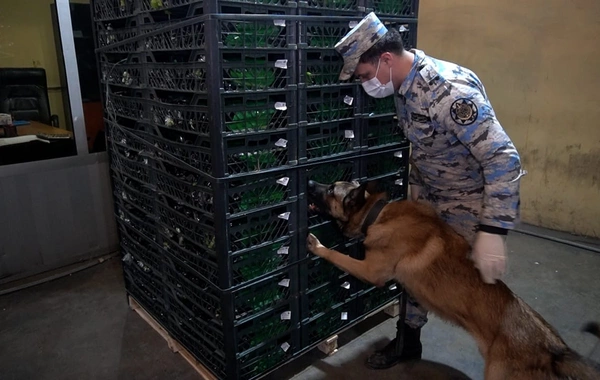 Astara Gömrük İdarəsində 148 kiloqramdan artıq narkotik vasitə aşkarlanıb - FOTO