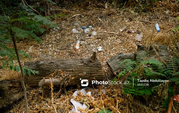 Dövlət Ekoloji Təhlükəsizlik Xidməti: Ağacların qanunsuz kəsilməsi nəticəsində təbiətə 297 min manatlıq ziyan dəyib