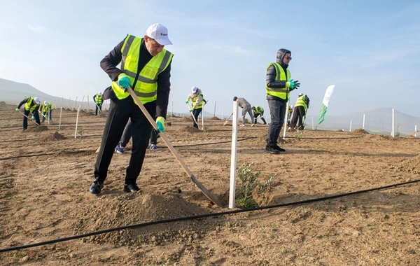"SOCAR Midstream" ağacəkmə aksiyası keçirib