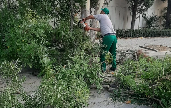 Bakıda güclü külək 7 ağacı aşırıb, 22 budağı sındırıb