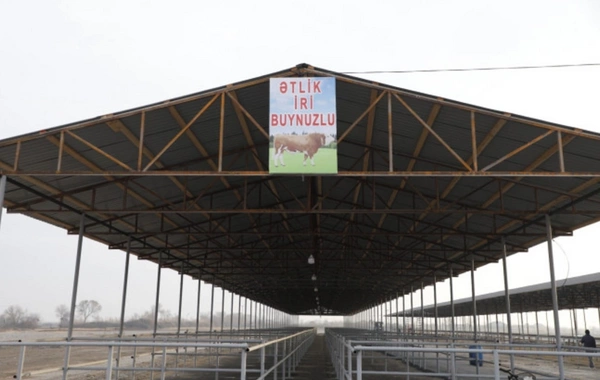 İmişlidə heyvan satışı bazarı açılıb