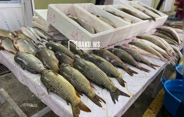 Bakıda balıq yarmarkası fəaliyyətə başladı
