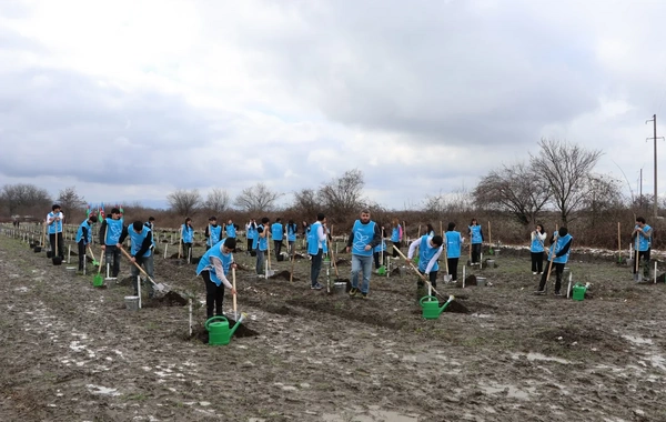 IDEA Şəki və Qəbələdə kütləvi ağacəkmə aksiyası təşkil edib