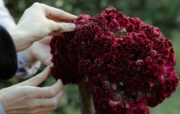 Leyla Əliyeva, Arzu Əliyeva və Alena Əliyeva Lənkəranda fermer təsərrüfatı ilə tanış olublar