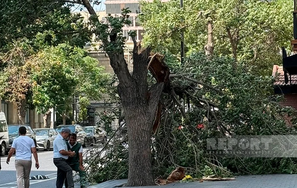 Bakıda güclü külək 7 ağacı aşırıb, 22 budağı sındırıb
