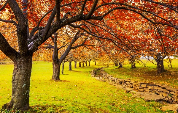 Azərbaycanda noyabrda havaların mülayim keçməsinin səbəbi açıqlanıb