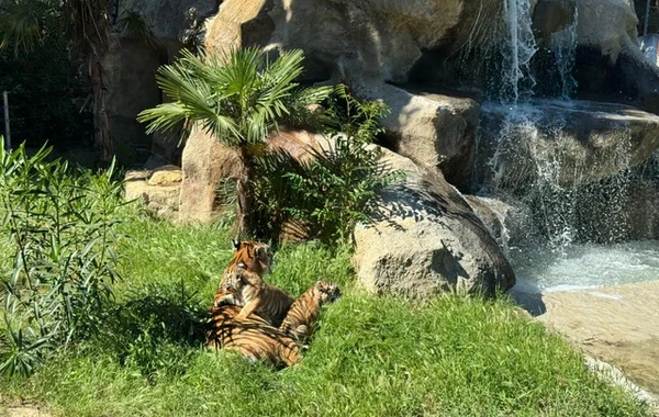 Bakı Zooloji Parkında Amur pələngi balaları dünyaya gəlib