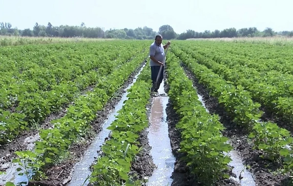 Azərbaycanda yağan güclü yağışlar 2100 hektara yaxın əkin sahəsinə zərər vurub