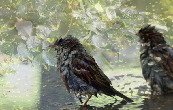 Sabah yağış yağacaq