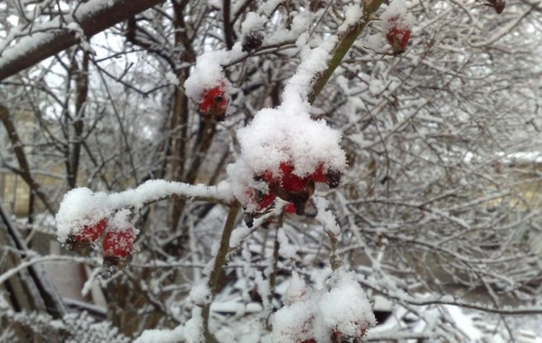 Sabah 4° şaxta olacaq, qar yağacaq, yolları buz bağlayacaq (XƏBƏRDARLIQ)