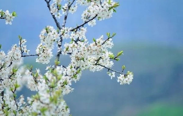 Sabaha olan hava proqnozu