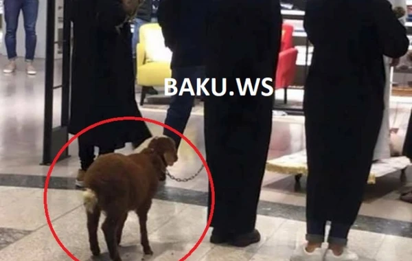 Bakıda ərəblər böyük ticarət mərkəzinə quzu ilə girdi (FOTO)