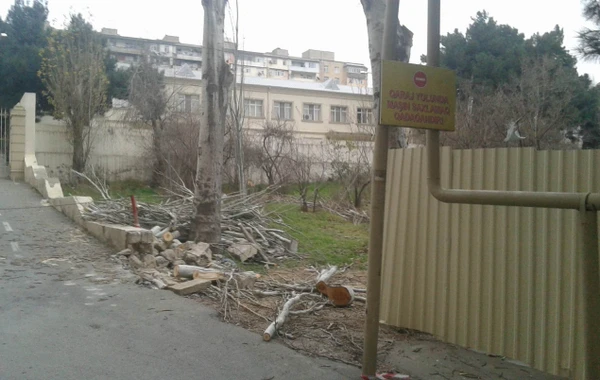 Bakıda ağaclar kəsildi - yerində bina tikilir (FOTO)