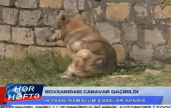 Bakıda canavar peyda oldu, başına məftil bağlayıb oğurladılar (VİDEO)