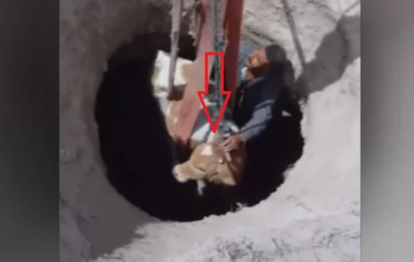 Azərbaycanda itən buzov su quyusunda tapıldı, kranla çıxarıldı - VİDEO