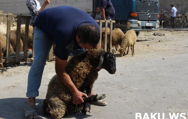 Bakıda qurbanlıq heyvanlar bu qiymətə satılır – VİDEO
