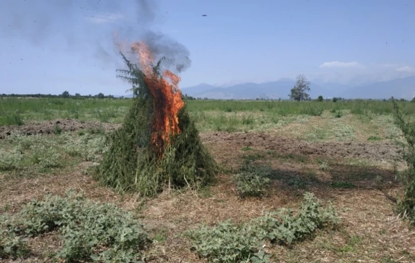 Azərbaycanda 10 tona yaxın narkotik aşkarlandı (FOTO)