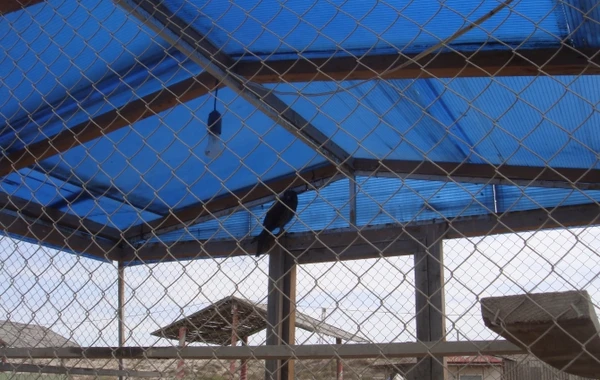 Restoranlarda şəxsi zoopark yaradıblar - VİDEO