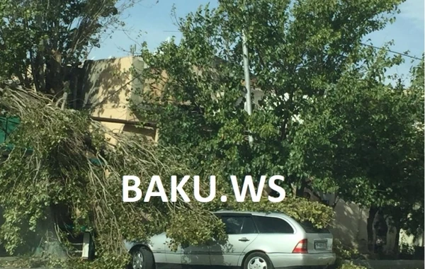 Bakıda ağac “Mercedes”in üstünə aşdı – FOTO