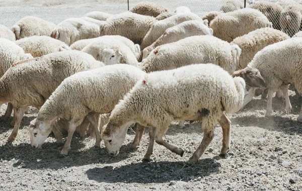 Cəlilabadda heyvan bazarında 8 kiloqrama yaxın narkotik aşkarlandı