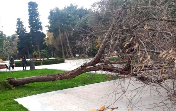 Bakıda üç nəfərin üzərinə çinar ağacı aşıb