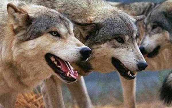 Azərbaycanda DƏHŞƏT: vəhşi heyvanlar evə soxulub kişini yatağında parça-parça etdi