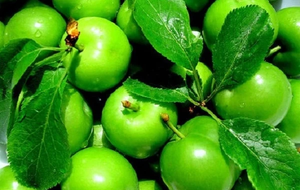 Bazarlarda alçanın 1 kiloqramı 350 manata satılır - VİDEO