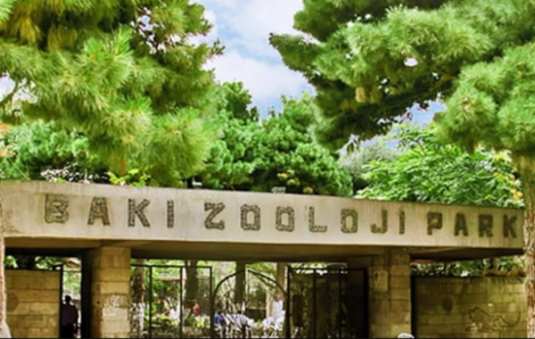 Bağlanan Bakı Zooparkının son görüntüləri - VİDEO