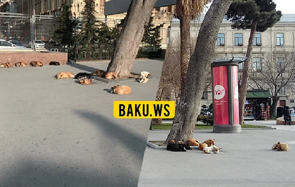Bakının mərkəzində maraqlı mənzərə – VİDEO