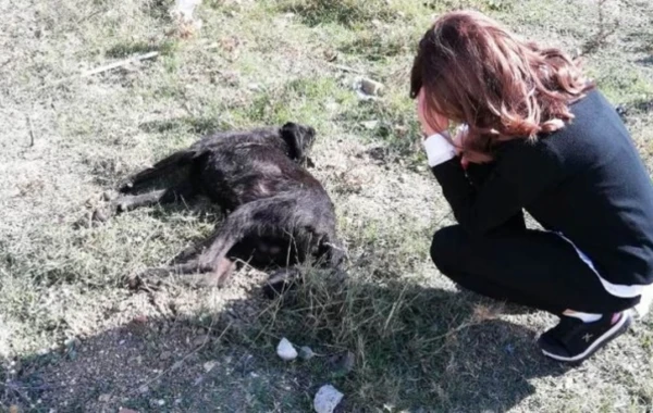 Qonşusunun itini öldürən kişi həbs edildi