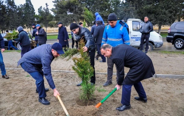 Bakı şəhərində ağacəkmə aksiyası keçirilib (FOTO)