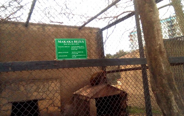 Bakı zooparkı sakinlərə sürpriz hazırlayıb - FOTO