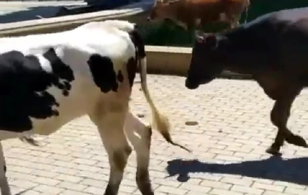 İcra Hakimiyyətinin yanında inəklər otlayır – “İstiqlal” parkında biabırçı mənzərə - FOTO