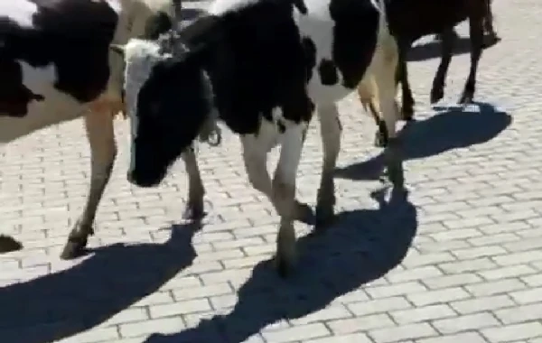 İcra Hakimiyyətinin yanında inəklər otlayır – “İstiqlal” parkında biabırçı mənzərə - FOTO