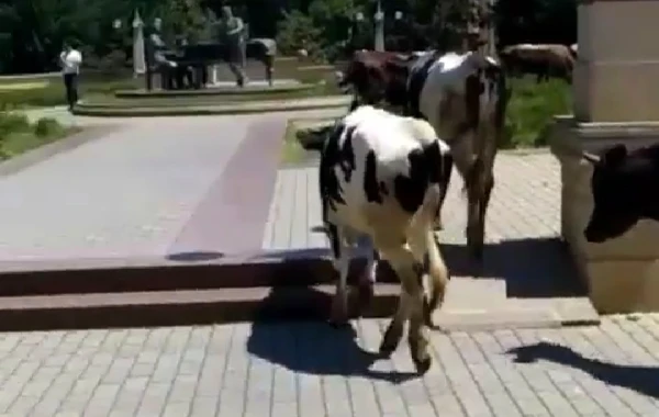 İcra Hakimiyyətinin yanında inəklər otlayır – “İstiqlal” parkında biabırçı mənzərə - FOTO