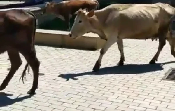 İcra Hakimiyyətinin yanında inəklər otlayır – “İstiqlal” parkında biabırçı mənzərə - FOTO